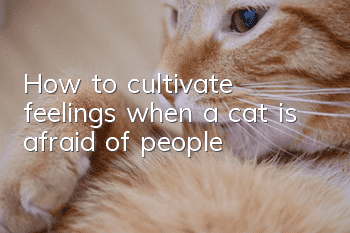 How to cultivate feelings when a cat is afraid of people