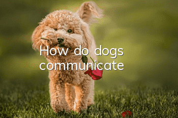 How do dogs communicate?