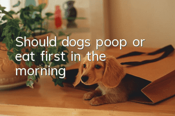 Should dogs poop or eat first in the morning?
