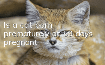 Is a cat born prematurely at 59 days pregnant?