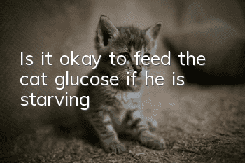 Is it okay to feed the cat glucose if he is starving?