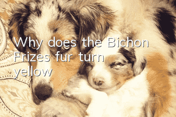 Why does the Bichon Frize's fur turn yellow?