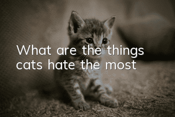 What are the things cats hate the most?