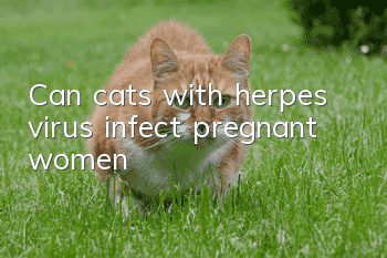Can cats with herpes virus infect pregnant women?