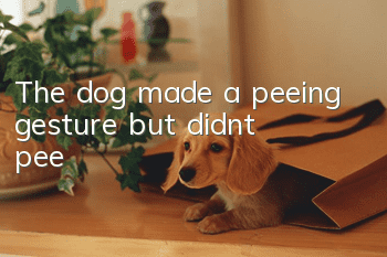 The dog made a peeing gesture but didn’t pee