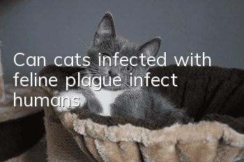 Can cats infected with feline plague infect humans?