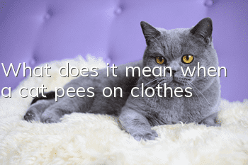 What does it mean when a cat pees on clothes?