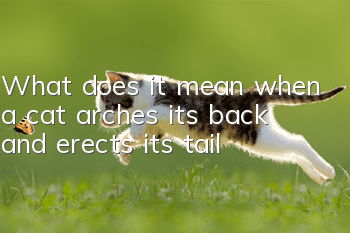 What does it mean when a cat arches its back and erects its tail?