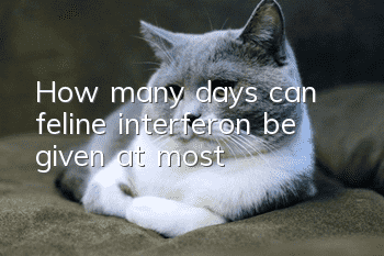 How many days can feline interferon be given at most?