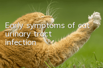 Early symptoms of cat urinary tract infection