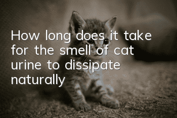 How long does it take for the smell of cat urine to dissipate naturally?
