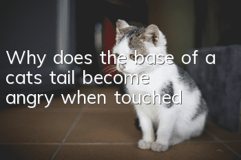 Why does the base of a cat's tail become angry when touched?