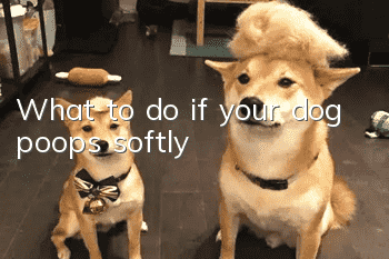 What to do if your dog poops softly