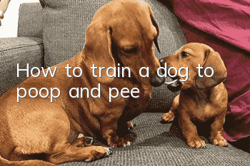 How to train a dog to poop and pee