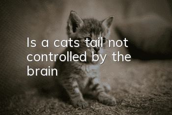Is a cat’s tail not controlled by the brain?