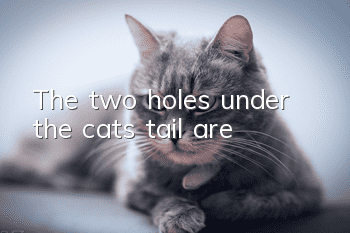 The two holes under the cat’s tail are