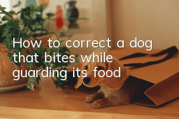 How to correct a dog that bites while guarding its food