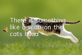 There is something like a scab on the cat’s head
