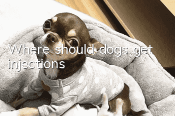 Where should dogs get injections?