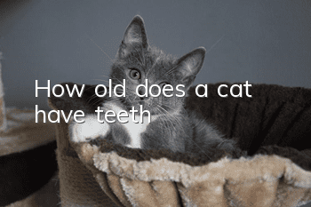 How old does a cat have teeth?