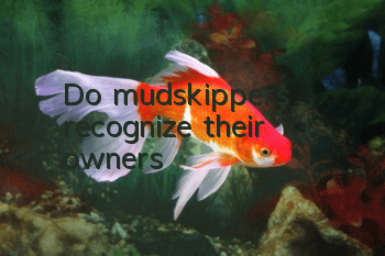 Do mudskippers recognize their owners?