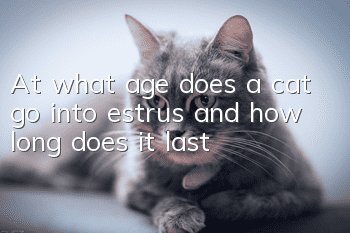 At what age does a cat go into estrus and how long does it last?