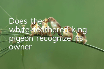 Does the white-feathered king pigeon recognize its owner?