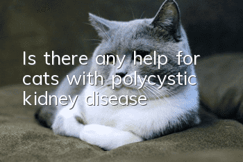 Is there any help for cats with polycystic kidney disease?