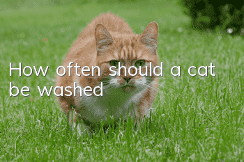 How often should a cat be washed?