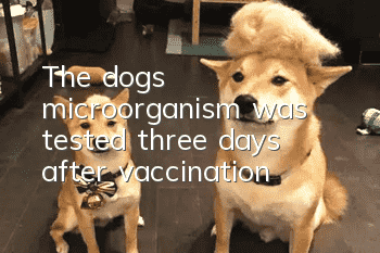 The dog’s microorganism was tested three days after vaccination