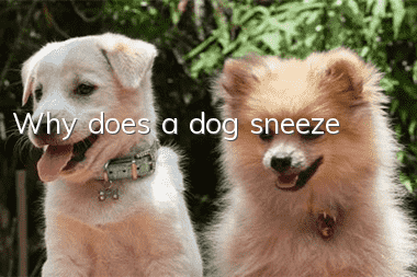 Why does a dog sneeze?