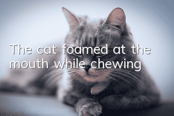 The cat foamed at the mouth while chewing