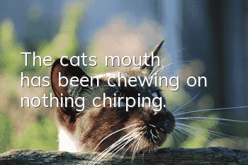 The cat's mouth has been chewing on nothing, chirping.