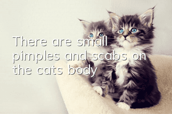 There are small pimples and scabs on the cat’s body