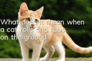 What does it mean when a cat rolls and rubs on the ground?