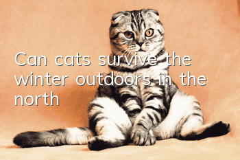 Can cats survive the winter outdoors in the north?
