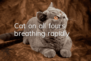 Cat on all fours breathing rapidly