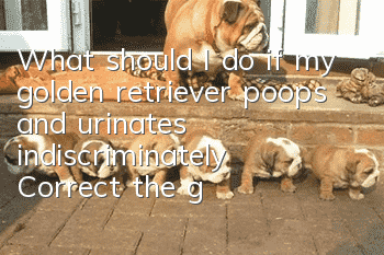 What should I do if my golden retriever poops and urinates indiscriminately? Correct the golden retriever’s pooping and urinating habit!