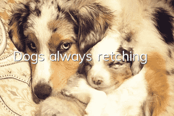 Dogs always retching