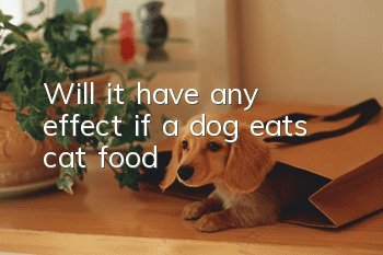 Will it have any effect if a dog eats cat food?