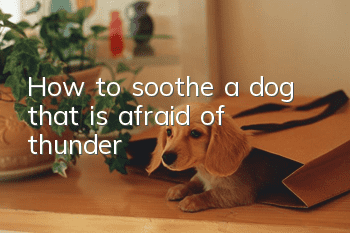How to soothe a dog that is afraid of thunder
