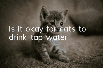 Is it okay for cats to drink tap water?