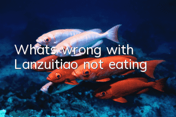 What's wrong with Lanzuitiao not eating?