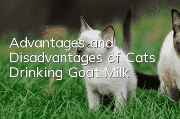 Advantages and Disadvantages of Cats Drinking Goat Milk