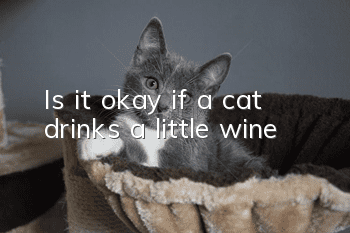 Is it okay if a cat drinks a little wine?