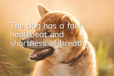 The dog has a fast heartbeat and shortness of breath.