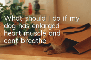 What should I do if my dog has enlarged heart muscle and can’t breathe?