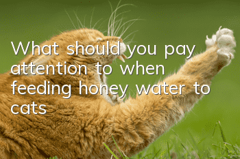 What should you pay attention to when feeding honey water to cats?