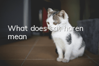 What does cat haren mean?