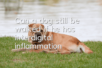Can a dog still be walked if he has interdigital inflammation?